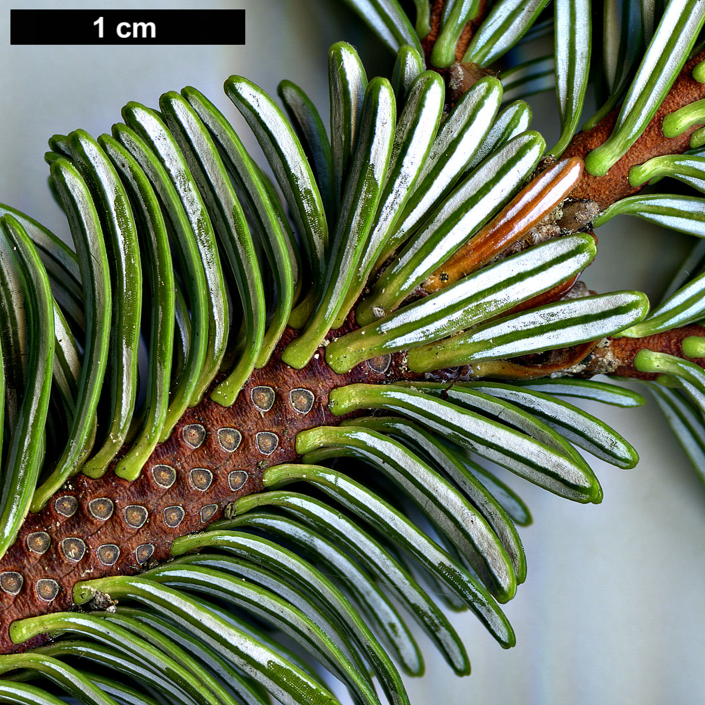 High resolution image: Family: Pinaceae - Genus: Abies - Taxon: forrestii - SpeciesSub: var. forrestii